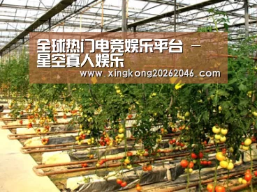 种植基地二(图1)